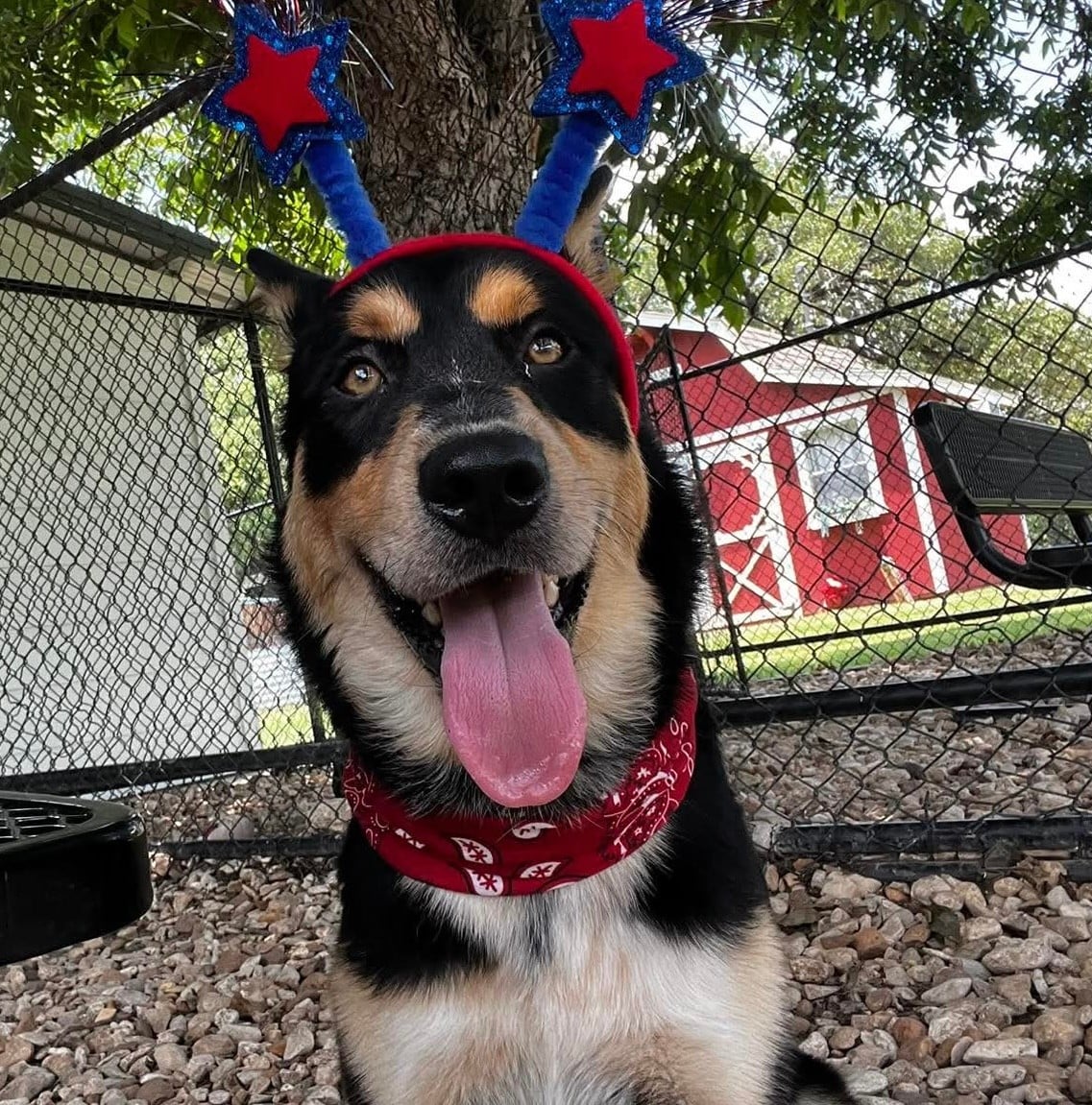 JET, a Husky