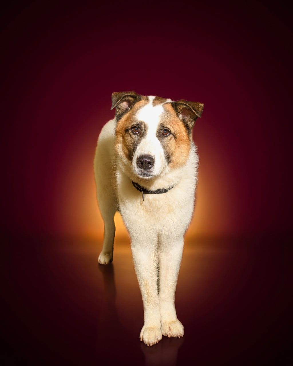Additional photo of ARCHIE