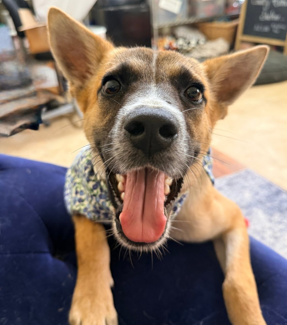 Additional photo of NACHO
