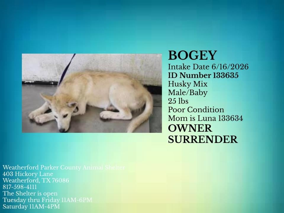 BOGEY, a Husky