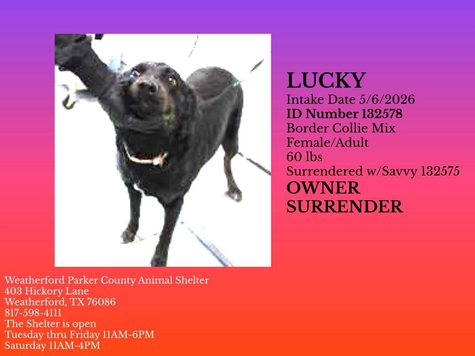 Additional photo of LUCKY