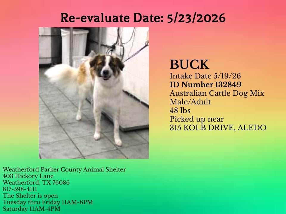 Additional photo of BUCK