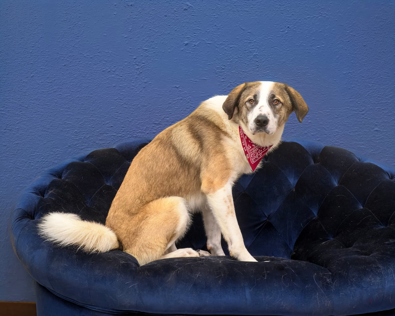 Cowboy | Great Pyrenees | Dog