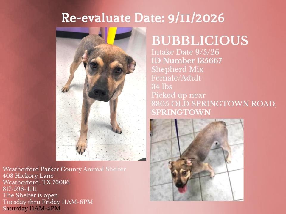 Additional photo of BUBBLICIOUS