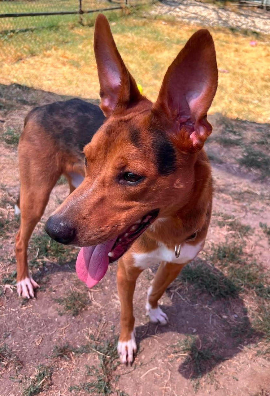 Additional photo of BOWIE
