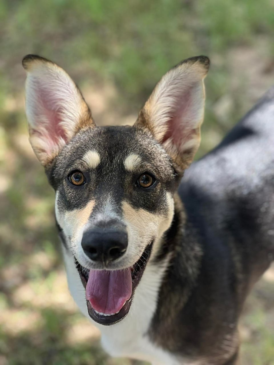 WREX, a Husky