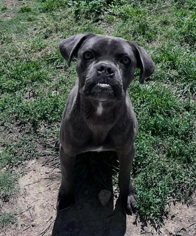 dog