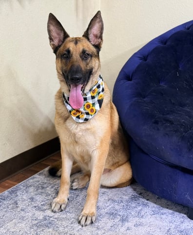 dog