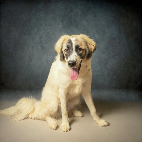 SLOAN, a Great Pyrenees