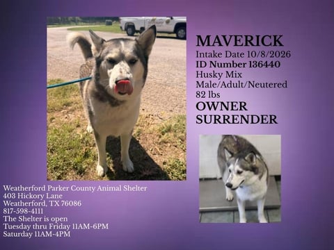 MAVERICK, a Husky