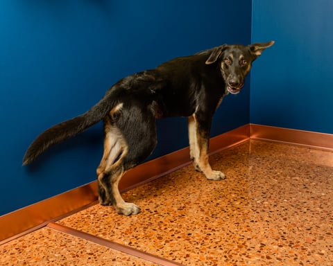 KLAUS, a Shepherd