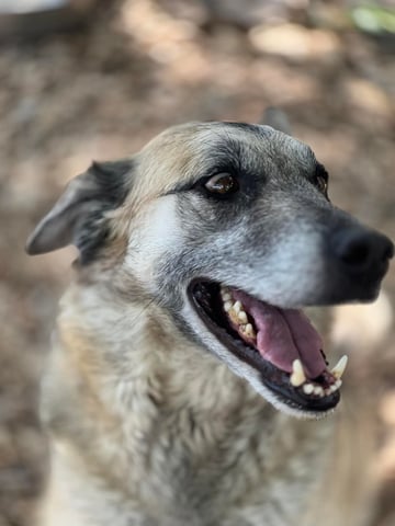 dog