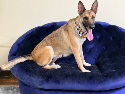 HERA, a German Shepherd