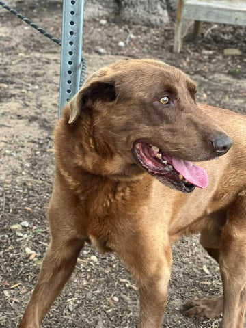 WAYNE, a Labrador Retriever