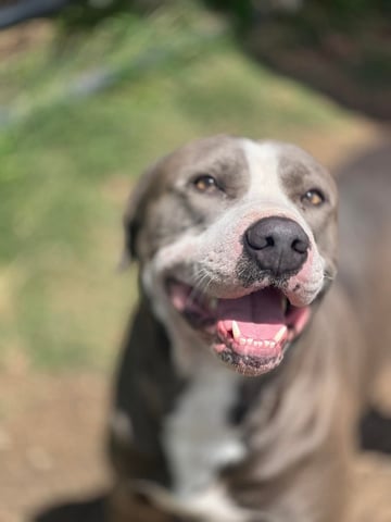 dog