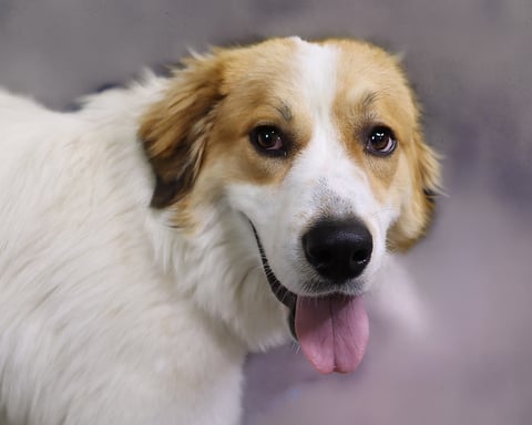 FRIZZY, a Great Pyrenees