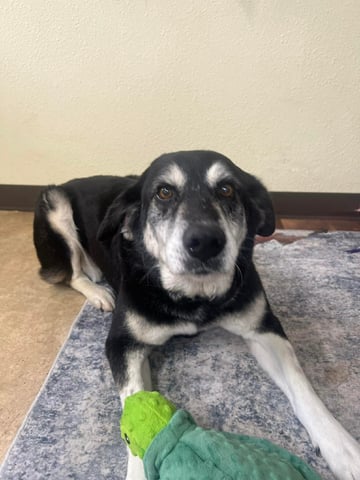 Sasha | Shepherd | Dog