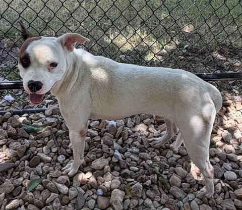 SUNNY, a Pit Bull