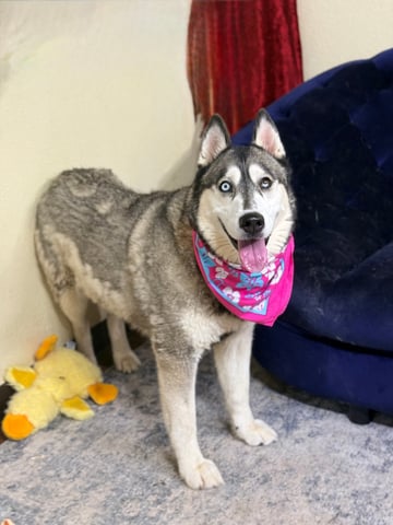 BELLA, a Husky
