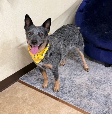 SHAKIRA, a Australian Cattle Dog