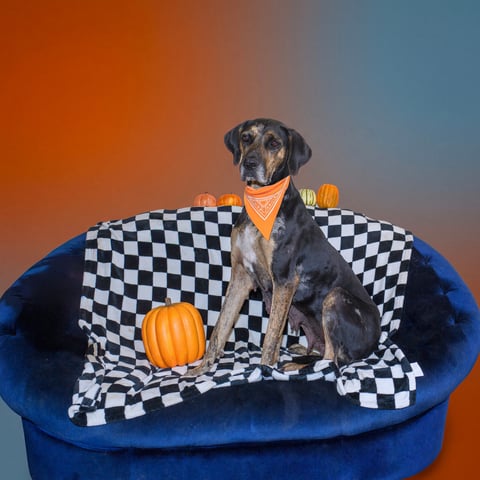 MOLLY, a Catahoula Leopard Dog