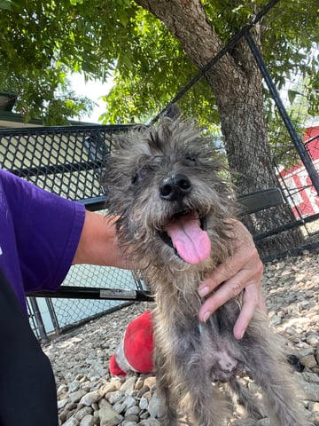 HOPPER, a Schnauzer