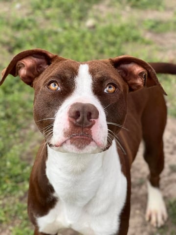 Bowser | Pit Bull | Dog