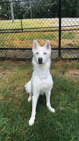 STELLA, a Husky