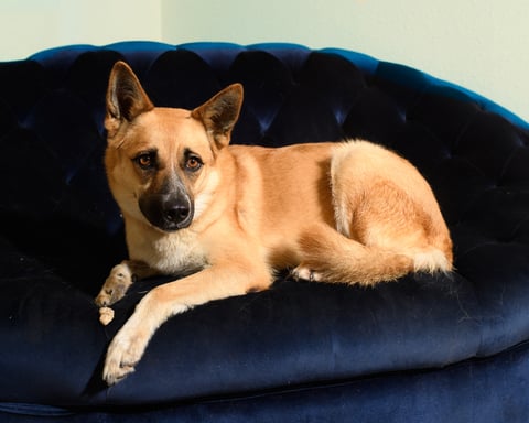 BONNIE, a Shepherd