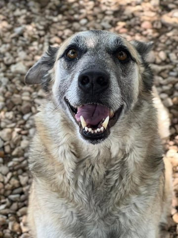 dog