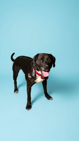 CEDRIC, a Pit Bull