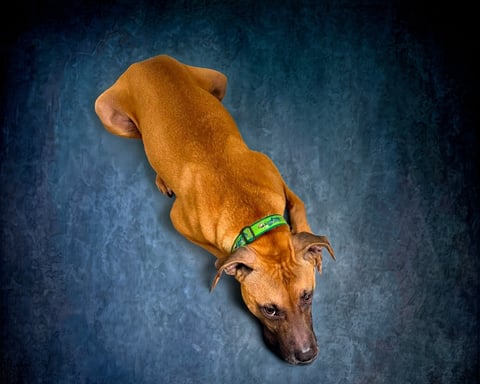 EARL, a Shepherd