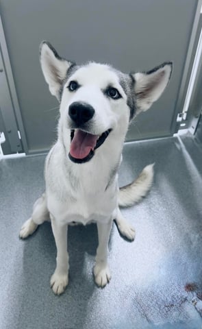 NETTIE, a Husky