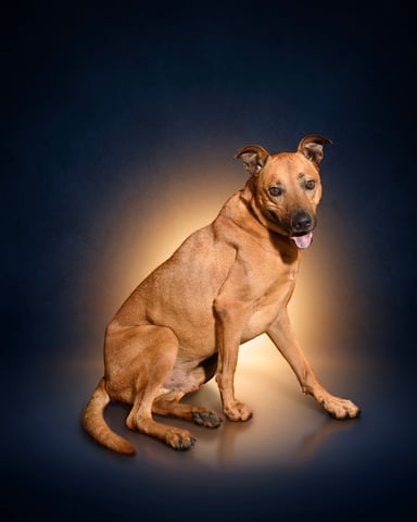 SERRANO, a Cur