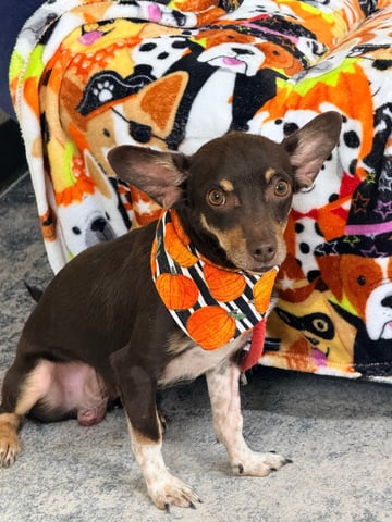 MUNSTER, a Chihuahua