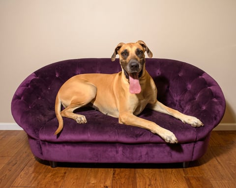NALA, a Great Dane
