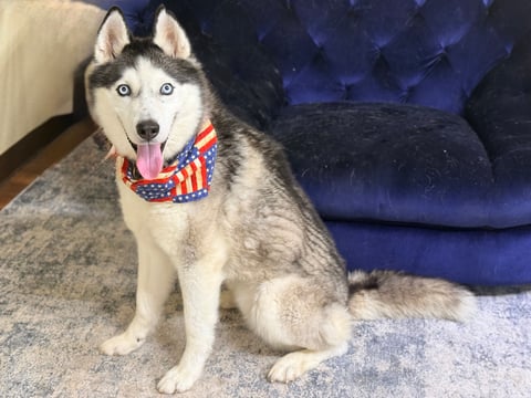 Kiko | Husky | Dog