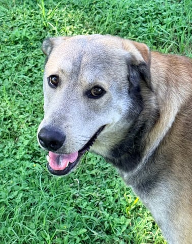 KRAMER, a Shepherd