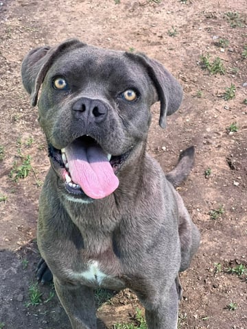 dog