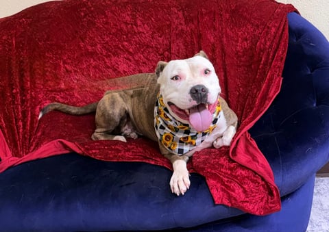 IVY, a Pit Bull