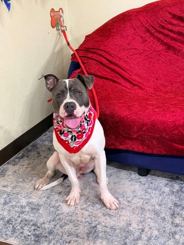 DUBLIN, a Pit Bull