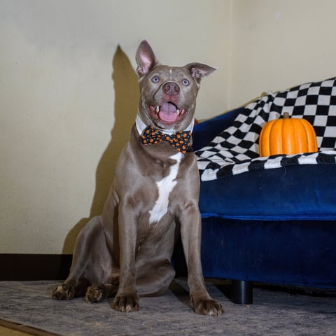 RIVER, a Pit Bull