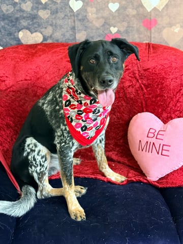 Ozzy | German Short-Haired Pointer | Dog