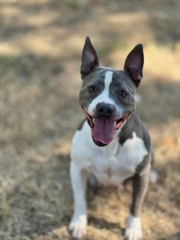 ROXY, a Pit Bull