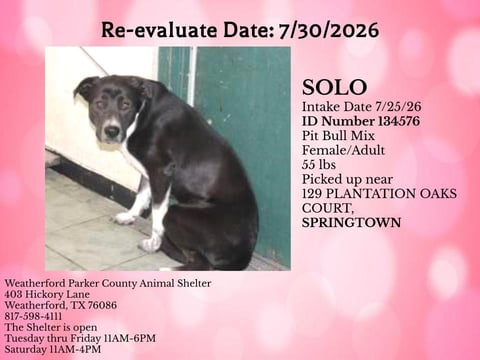SOLO, a Pit Bull