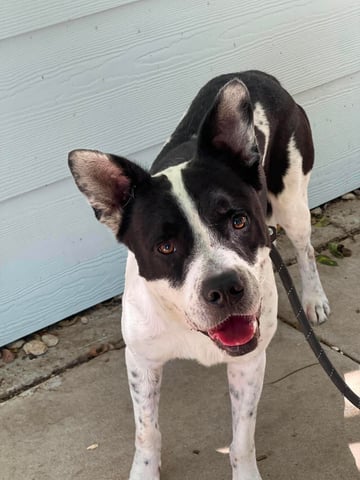 JOKER, a Pit Bull