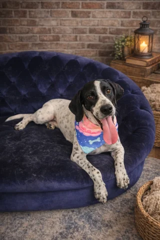 JEZEBEL, a Hound