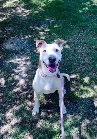 Kinzee | Pit Bull | Dog