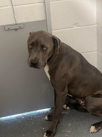 KREW, a Pit Bull