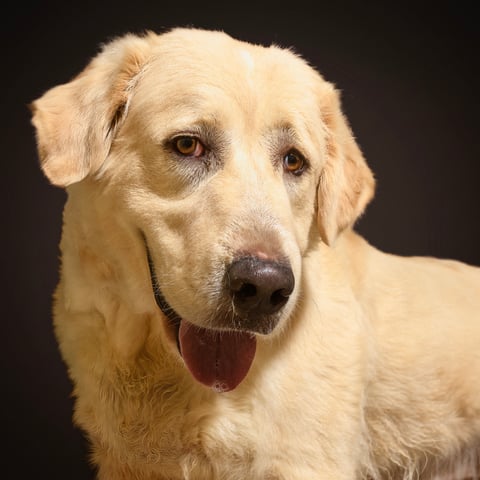 LEIGHA, a Great Pyrenees
